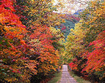 道路,秋天,彩色,树