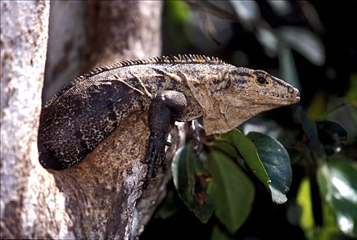 黑色,鬣蜥蜴,雌性,公园,国家,哥斯达黎加,中美洲