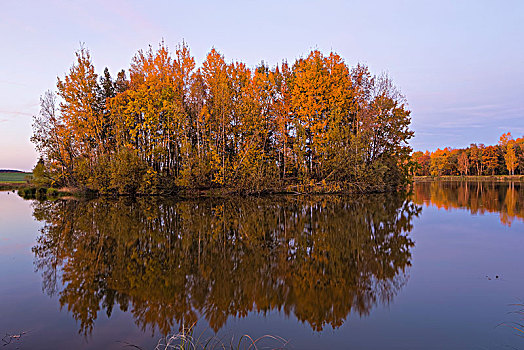 树,秋天,反射,水,靠近,图林根州,德国,欧洲