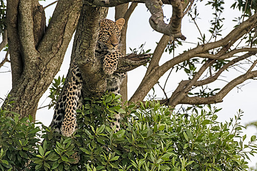豹,树,看,马赛马拉,肯尼亚,非洲
