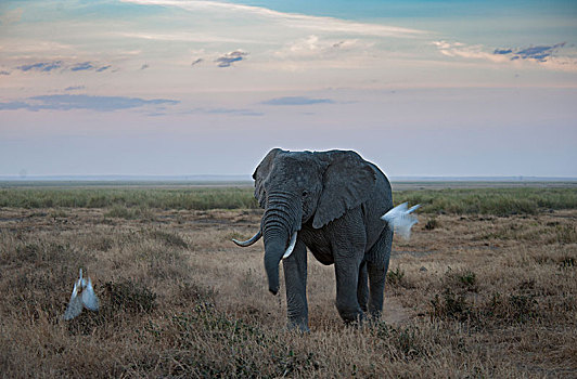 非洲大象106