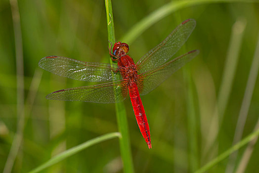 红色,蜻蜓,蜻蜓目,稻草,稻田,中部高地,马达加斯加,非洲