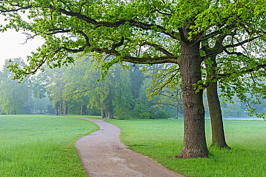 橡树,小路,早春,公园,阿沙芬堡,弗兰克尼亚,巴伐利亚,德国