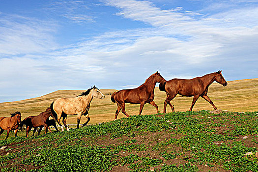 马,快跑,草原,萨斯喀彻温,加拿大,北美