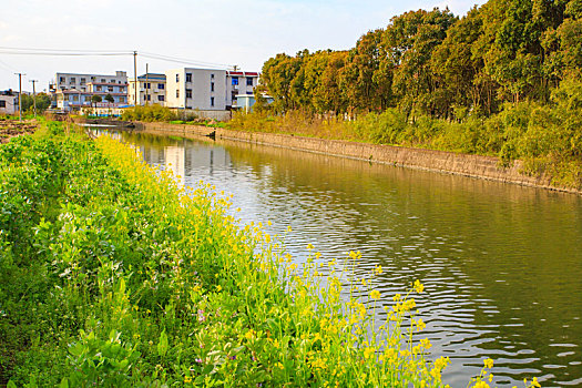 咸祥河,油菜花