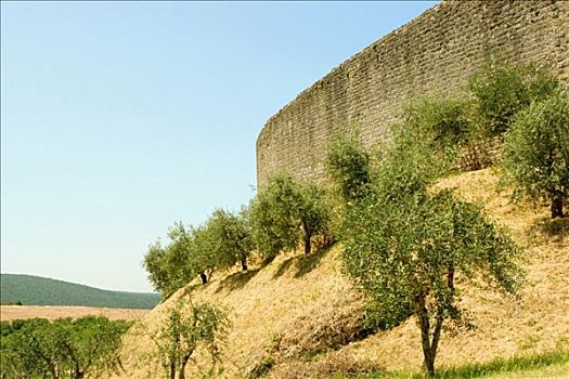 树,山,户外,堡垒,蒙特利格奥尼,锡耶纳省,托斯卡纳,意大利