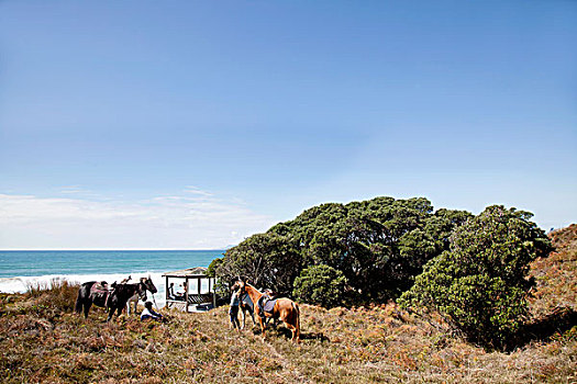 骑马,休憩,海滩,奥克兰,新西兰