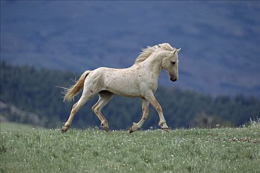 马,幼仔,种马,夏天,普赖尔山野马放牧区,蒙大拿