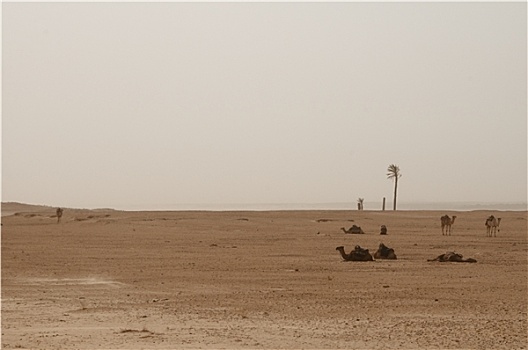 撒哈拉沙漠,骆驼,棕榈树,沙子