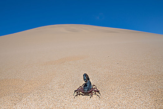 德兰士瓦省,蝎子,沙漠,纳米比诺克陆夫国家公园,纳米比亚,非洲