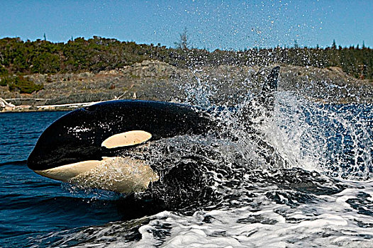逆戟鲸,平面,溅,港口,不列颠哥伦比亚省,加拿大