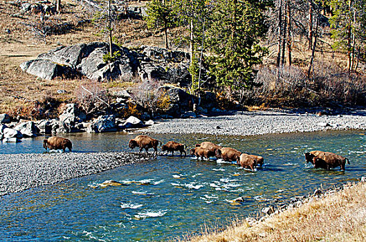 美洲野牛,野牛,河,黄石国家公园