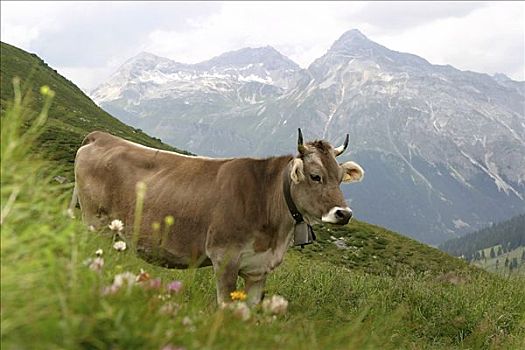 母牛,奥地利