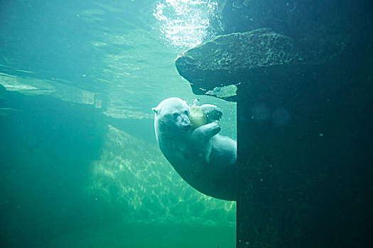 北极熊,潜水