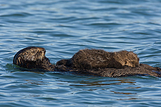 海獭,2-3岁,星期,老,幼仔,哺乳,蒙特利湾,加利福尼亚