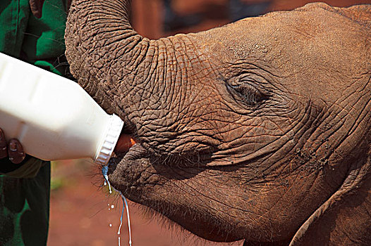 非洲象,幼兽,瓶子,大象孤儿院,肯尼亚