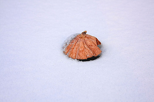 冬季雪后的池塘里静静无语的莲蓬头