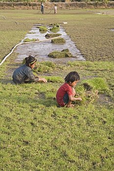 女孩,工作,草皮,农场,泰国