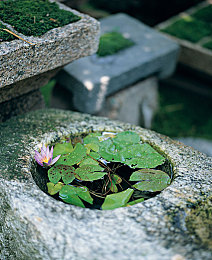 花钢岩图片