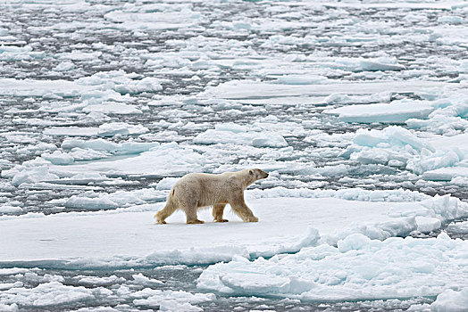 北极熊,雄性,浮冰,斯匹次卑尔根岛,岛屿,斯瓦尔巴群岛,斯瓦尔巴特群岛,挪威,欧洲