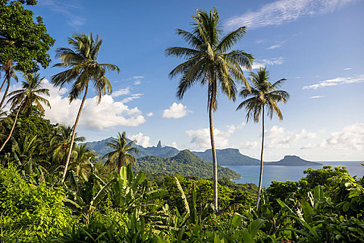 山景,棕榈树,香蕉,植物,海岸,普林西比,岛屿,圣多美
