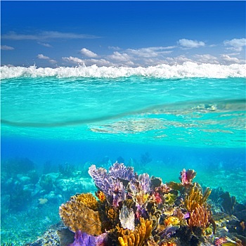 马雅里维拉,珊瑚礁,水下,向上,水位线
