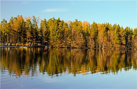 树林,湖,反射