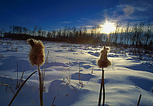 香蒲,雪地