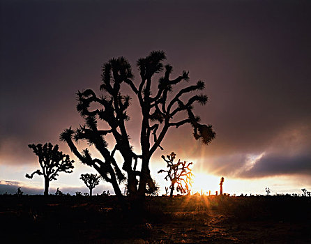 美国,加利福尼亚,约书亚树国家公园,约书亚树,短叶丝兰,日出,莫哈维沙漠,大幅,尺寸