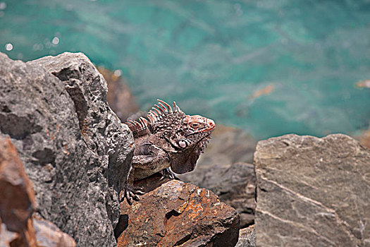 绿鬣蜥,在岩石,圣徒托马斯,加勒比,美属维京群岛