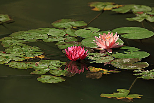 睡莲,莲花