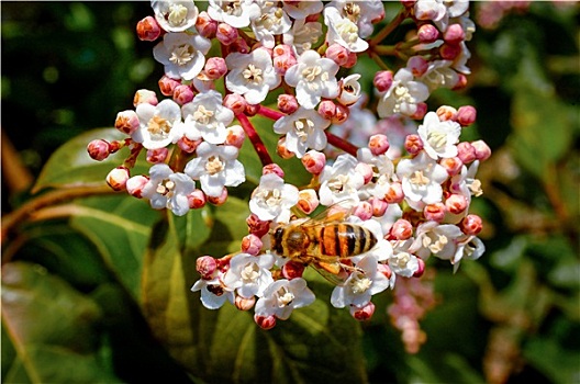蜜蜂,树上,花