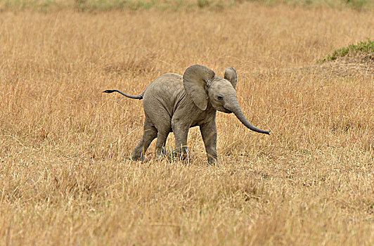 非洲,灌木,大象,非洲象,幼兽,裂谷省,肯尼亚