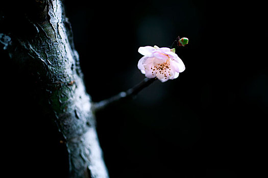 梅花特写