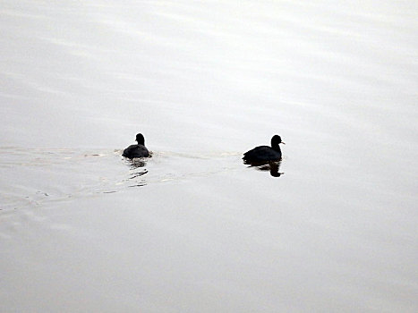 山东省日照市,数万只鸟儿在河滩湿地越冬,场面蔚为壮观