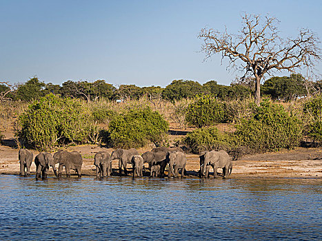 非洲,灌木,大象,非洲象,牧群,站立,河岸,乔贝国家公园,博茨瓦纳
