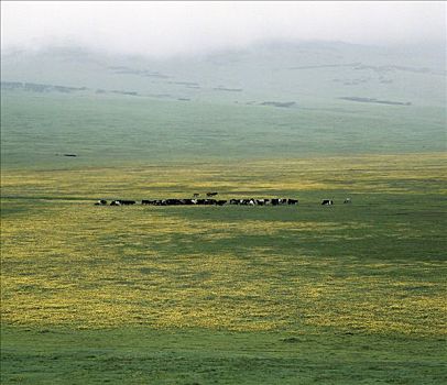 放牧,牛,茂密,草场,山麓,恩格罗恩格罗,高地