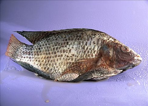 冷血热带鱼图片