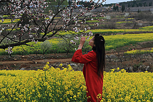 油菜花开