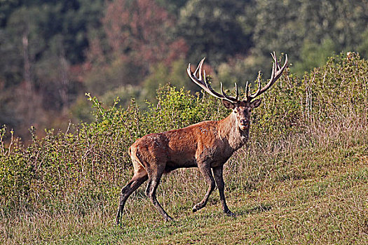 赤鹿,鹿属,鹿,南方,匈牙利