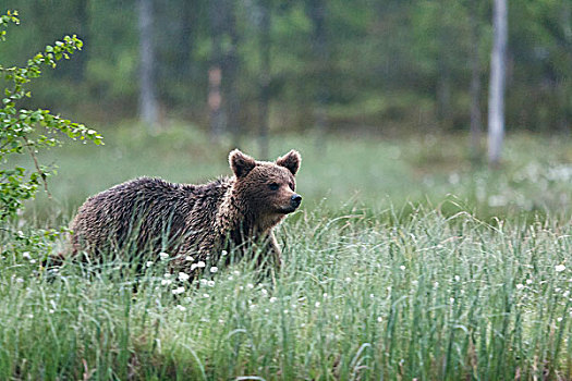 棕熊,高草,北方,卡瑞里亚,芬兰,欧洲