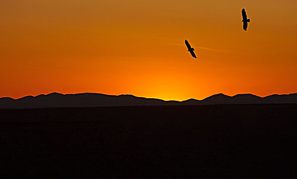 加利福尼亚,秃鹫,日落,大峡谷国家公园,亚利桑那,数码