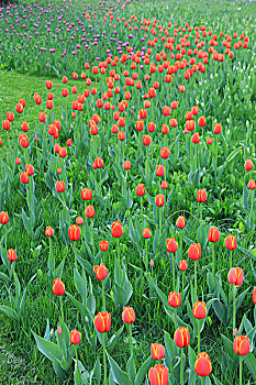 郁金香花海