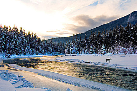 灰狼,狼,河,东方,不列颠哥伦比亚省,加拿大
