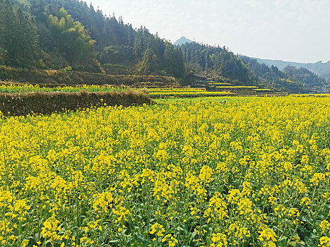 贵州锦屏农田上的油菜花