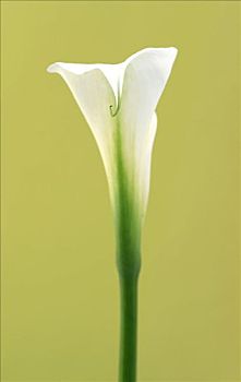 马蹄莲属,白花