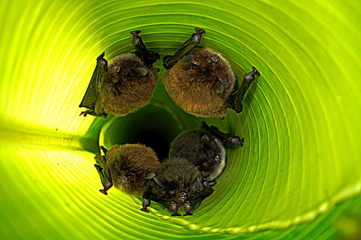 蝙蝠,三色,群,栖息,卷起,海里康属植物,叶子,帮助,小,吸,杯子,翼,史密森尼,热带,研究站,科罗拉多岛,巴拿马