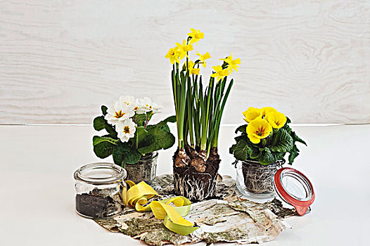 罐头瓶,装饰,罐,花,春天,植物