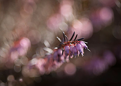 特写,石南花