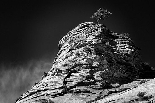 松树,岩石,锡安国家公园